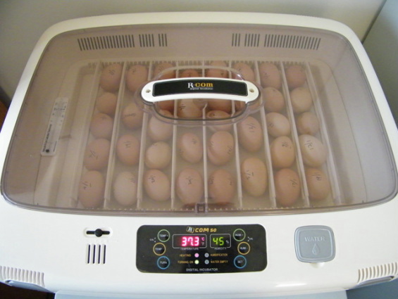 Old Egg Incubator Box
